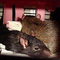 Cała moja trójka razem w słodkiej drzemce: Zuzia (czarna), Mela (jasny pysio) i Marie (agouti) :) #SzczurSzczurekSzczurkiSzczury