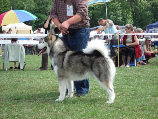 ALASKAN MALAMUTE - reproduktor, Hurricane Appalachian