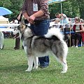 ALASKAN MALAMUTE - reproduktor, Hurricane Appalachian