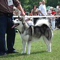 ALASKAN MALAMUTE - reproduktor, Hurricane Appalachian