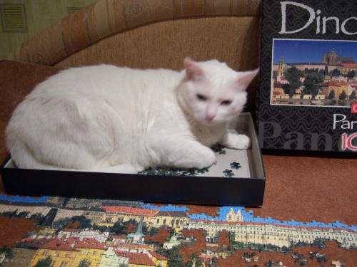 Pomocnik do układania puzzli #zwierzęta #koty