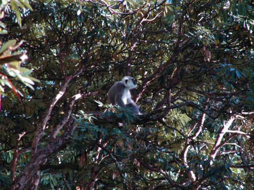 Langur