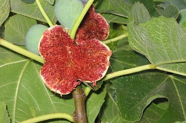 drzewo figowe #figi #owoce #drzewo