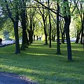 Alejka w Parku Chorzowskim #ParkChorzowski #Drzewa #Aleje #Park #pejzaż