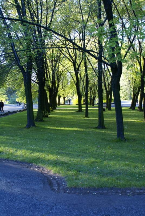 Alejka w Parku Chorzowskim #ParkChorzowski #Drzewa #Aleje #Park #pejzaż