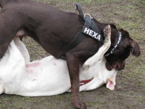 Hexa z Neską #Labrador