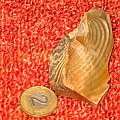 KRZEMIEŃ PASIASTY I DREWNO SKAMIENIAŁE Z OKOLIC RZESZOWA #Hobby