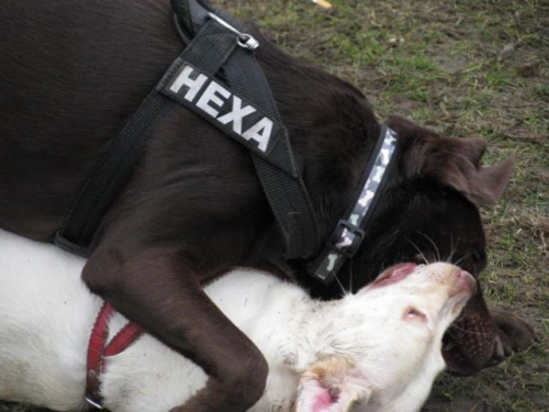 Hexa z Neską #Labrador