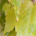 #natura #przyroda #liść #rosa #deszcz #makro #zbliżenie