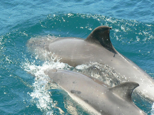 Delfiny to najpiekniejsze saki na ziemi