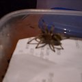 brahypalme smithi L5