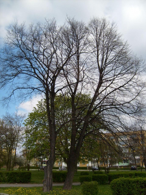 rynek ost