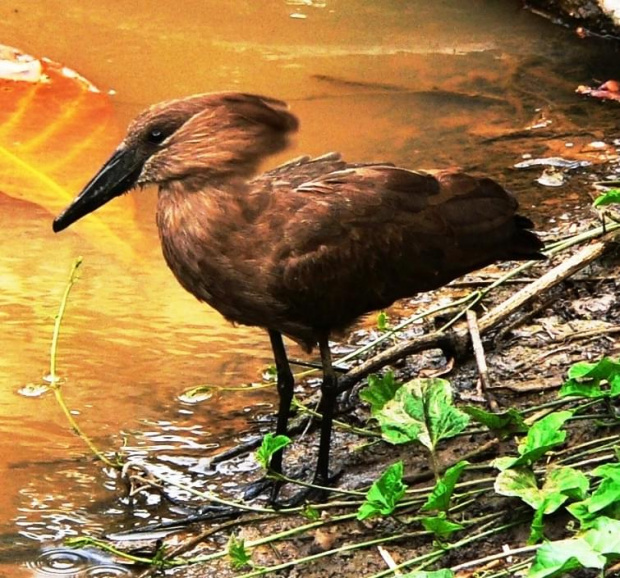 hammercop/waruga/scopus umbrietta (rodzina: scopidae; rodzaj: scopus)