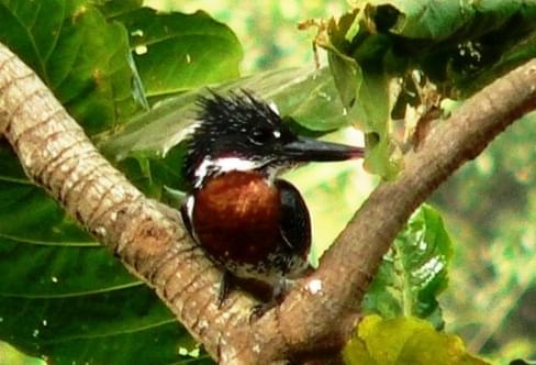 giant kingfisher/Megaceryle Maxima/Rybaczek wielki
(podrodzina: rybaczi/cerylidae; rodzaj: megaceryle)
Rodzina: Zimorodkowate/Kingfisher/Alcedinidae