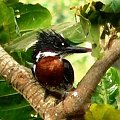 giant kingfisher/Megaceryle Maxima/Rybaczek wielki
(podrodzina: rybaczi/cerylidae; rodzaj: megaceryle)
Rodzina: Zimorodkowate/Kingfisher/Alcedinidae