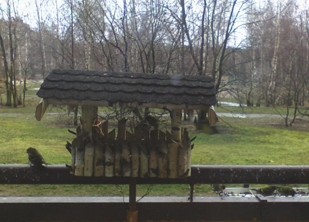 Czyżyki w karmniku #PtakiCzyżeKarmnik