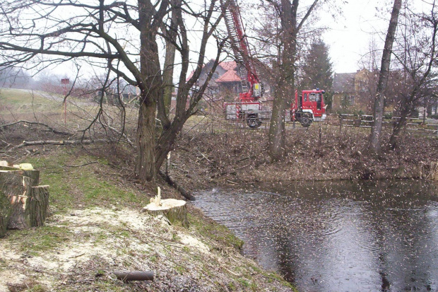 Przycinka drzew nad stawem salinarnym