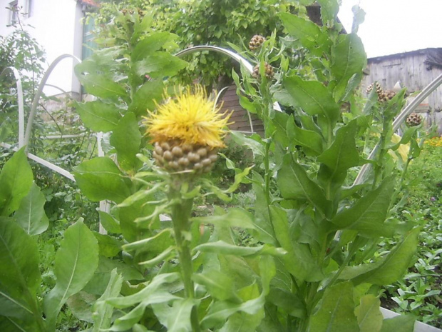chaber wielkokwiatowy 4 lipca 2007