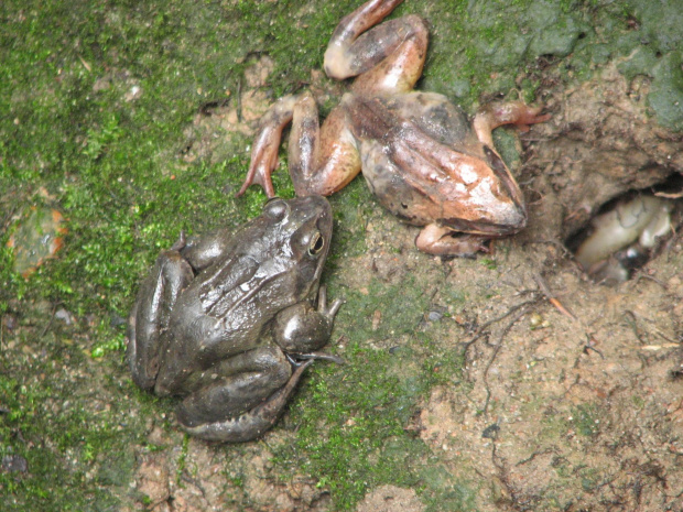 Żaby #natura #płazy #przyroda #Żaba #żaby