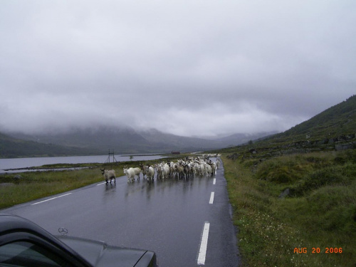 Norwegia-powrót do kraju,kozy na drodze zawsze mają pierwszeństwo