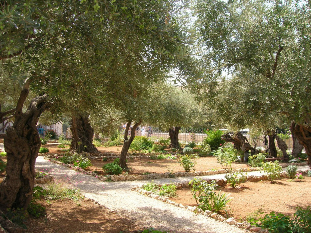 Drzewa oliwne #Izrael #Jeruzalem #OgródOliwny