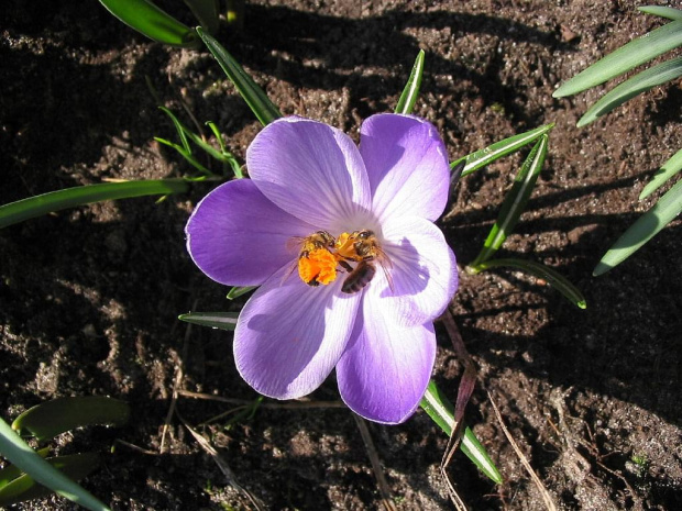 wiosna #wiosna #kwiaty #owady