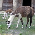 ogród zoologiczny w Łodzi