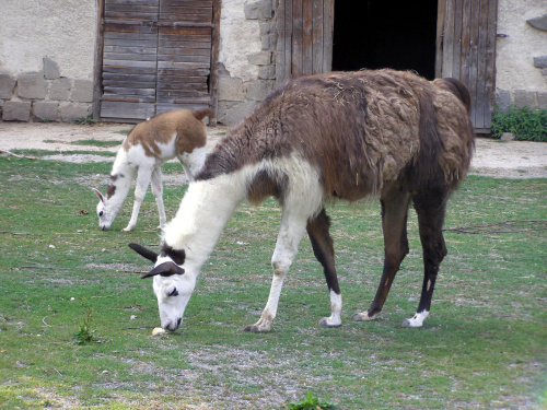 ogród zoologiczny w Łodzi