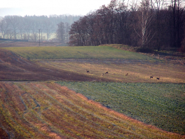 sarny #przyroda #natura #sarny #zwierzęta #las #krajobraz