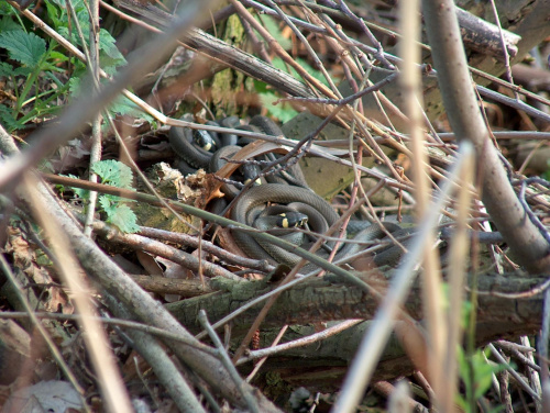 wiosenne przebudzenieo #natura #przyroda #zwierzęta #gady #węże #zaskrońce