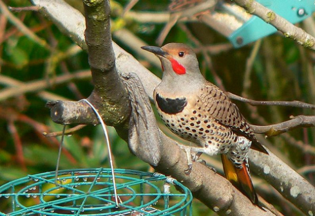 Dzięcioł różowoszyi (Northern Flicker,	Colaptes auratus) trafiony w Seattle, Washington. #Ptaki