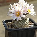 Turbinicarpus valdezianus v. albiflorus