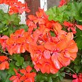 pelargonia