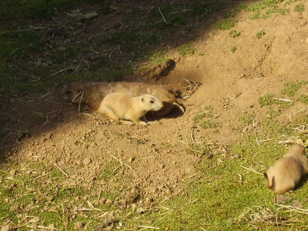 zoo w Belfaście