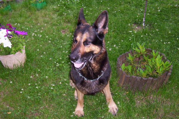 Gustaw