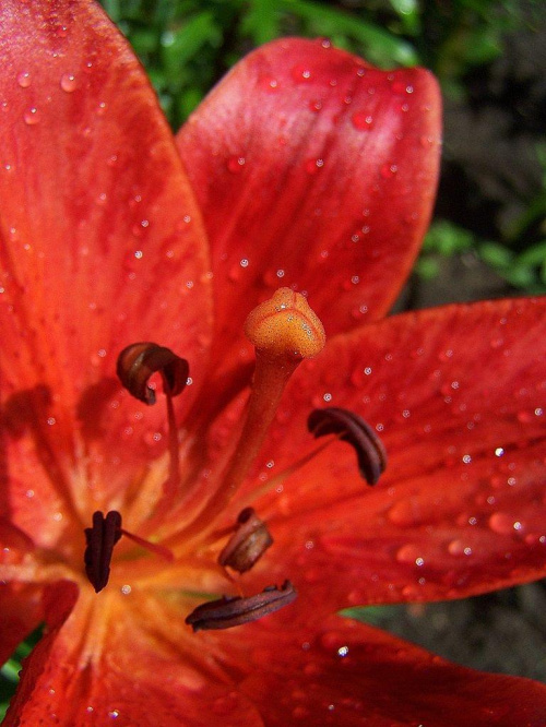 lilia : ) #lilia #kwiat #czewień