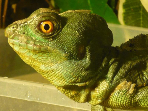 bazyliszek, basiliscus, plumifrons, płatkogłowy