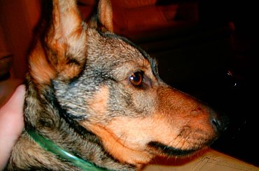 MÓJ PIESEK MIKI.
MA 6 MIESIECY. #pies #mały #szczur #zwieżę