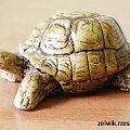 żółw-brazowy #żółw #figurki