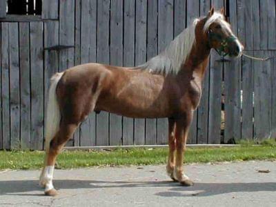#Konie