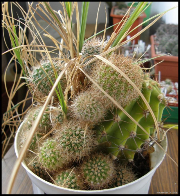 Echinopsis