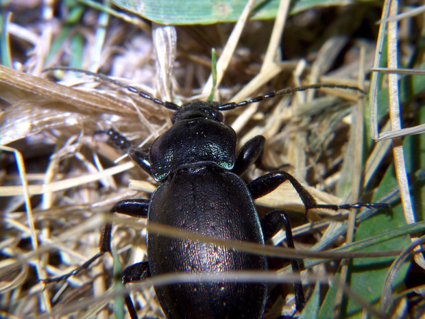 chrząszcz - Carabus
nemoralis (Biegacze) #przyroda #natura #zwierzęta #owady #chrząszcze #biegacze #makrofotografia