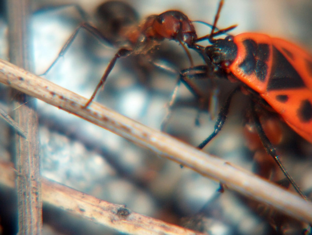 mrówki #przyroda #natura #zwierzęta #owady #mrówki #makrofotografia