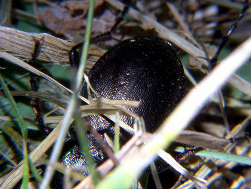 chrząszcz - Carabus
nemoralis (Biegacze) #przyroda #natura #zwierzęta #owady #chrząszcze #biegacze #makrofotografia