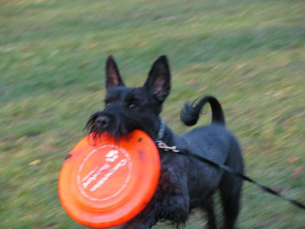 frisbee #pies