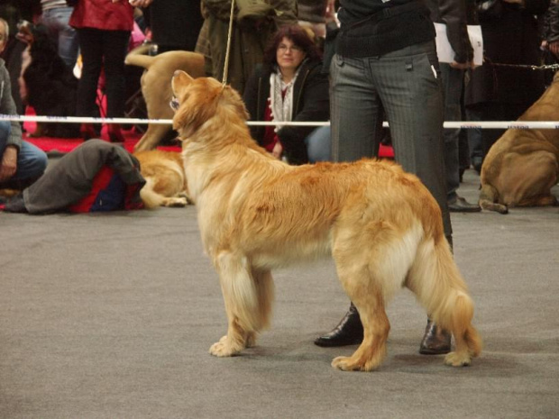 suki, championów