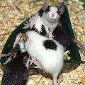 małe szczurki mają już 3-tygodnie #szczur #szczury #szczurki
