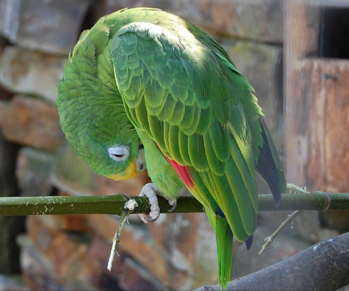 ZOO w Königstein .
Niestety odbil sie cien drutu z kraty :(