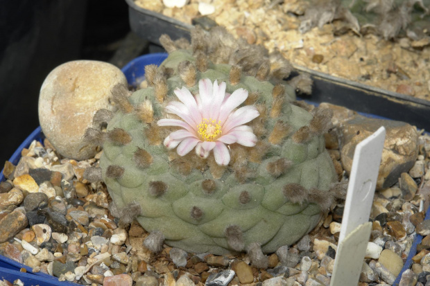 Lophophora