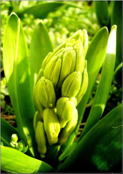 #kwiaty #pąki #wiosna #ogród #hiacynt